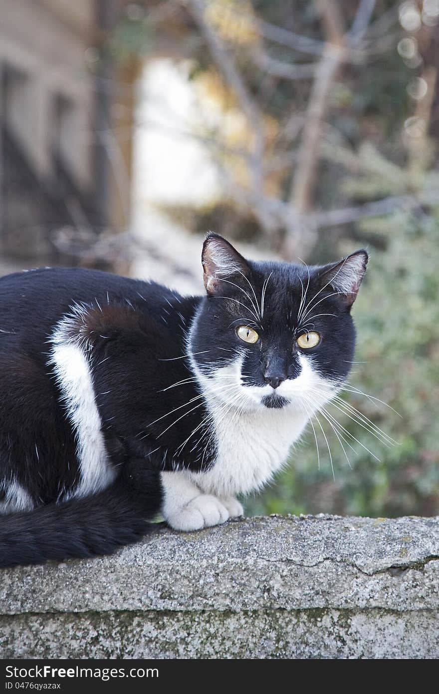 Cat on the wall staring at camera