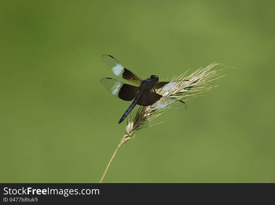 Dragonfly resting on dried grass. Dragonfly resting on dried grass