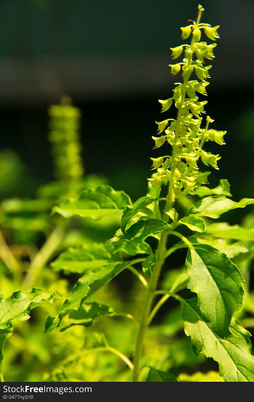 Close up of Holy basil flower in nature