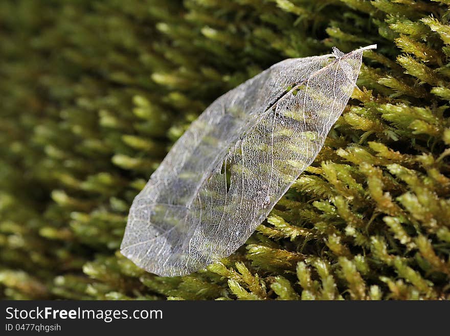 Leaf Skeleton On Green Moss