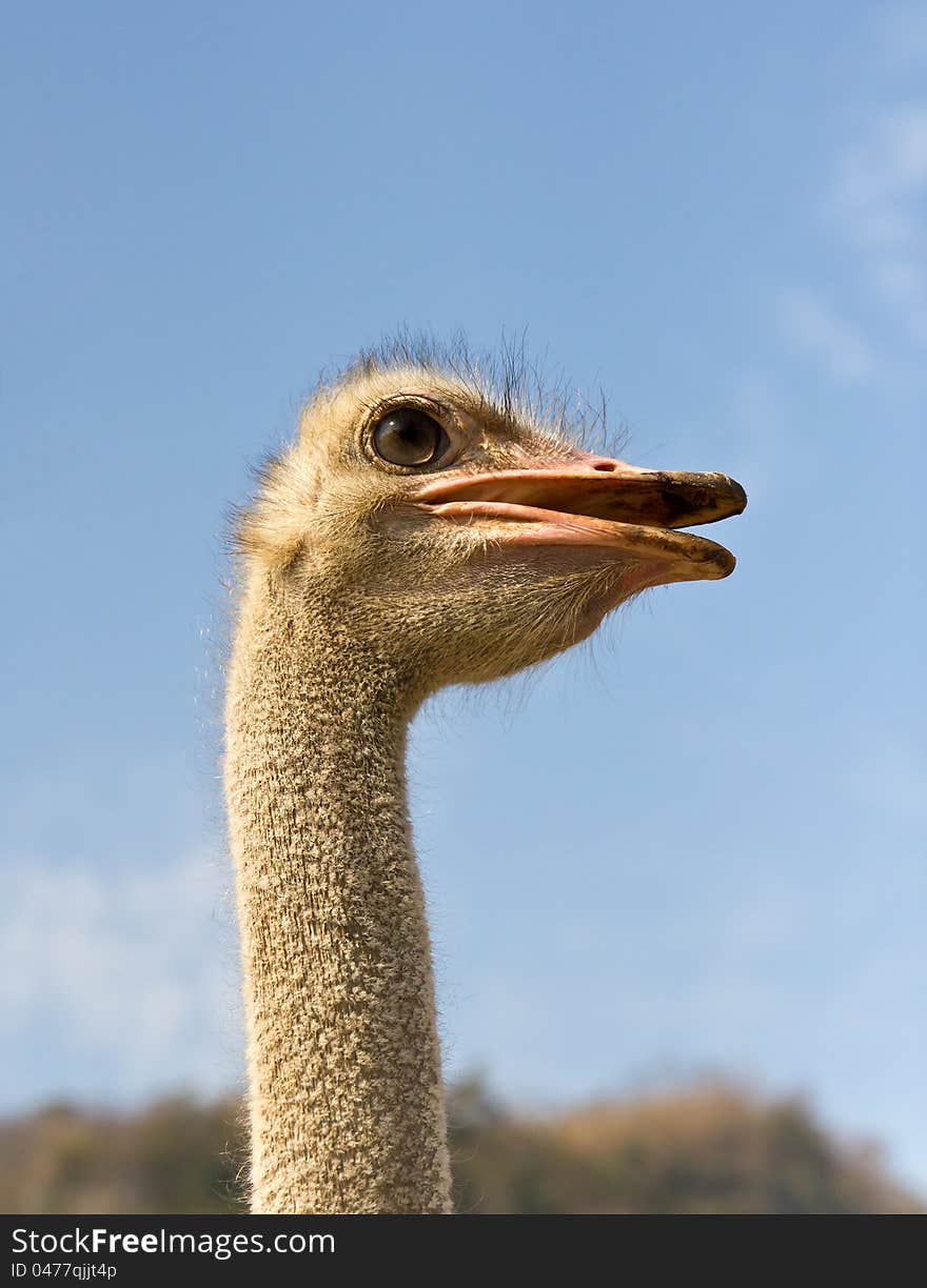 Close up portrait of an ostrich and blue sky. Close up portrait of an ostrich and blue sky