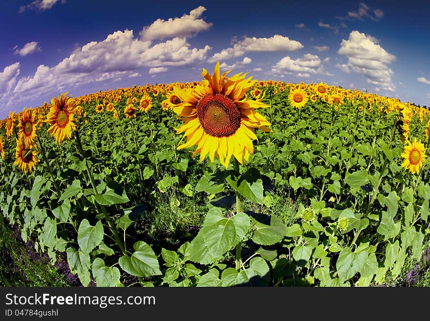 Hot sunny day over sunflower meadow