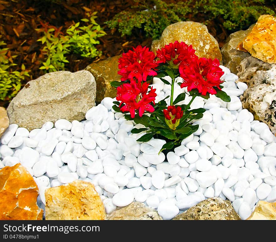 Red flowers in a rockery