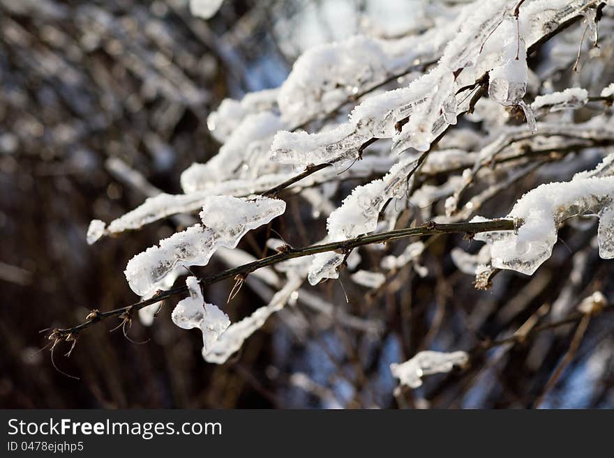 Tree branches covered with ice and snow. Tree branches covered with ice and snow