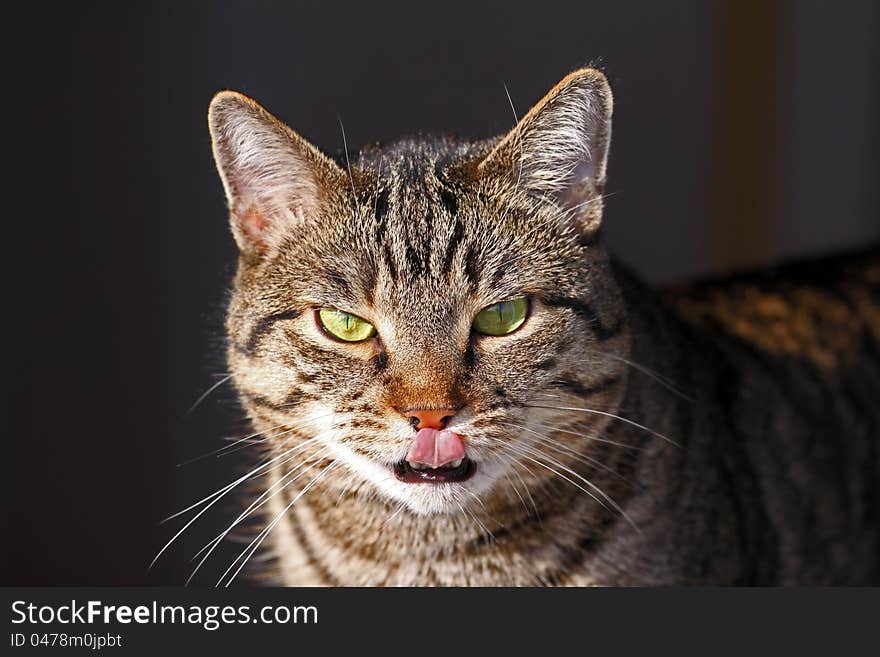 Mixed-breed cat, Felis catus, looks at the cam