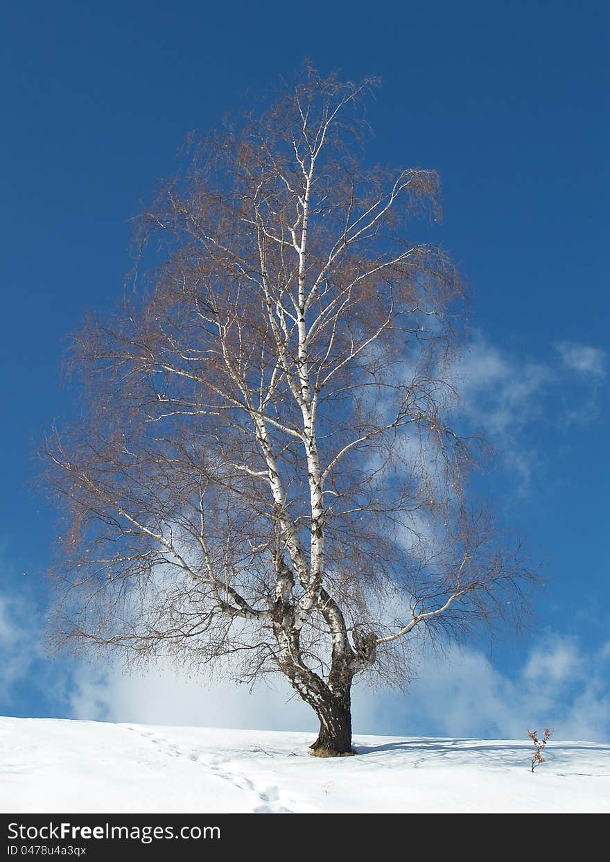 Lonely tree on blue sunny sky. Lonely tree on blue sunny sky