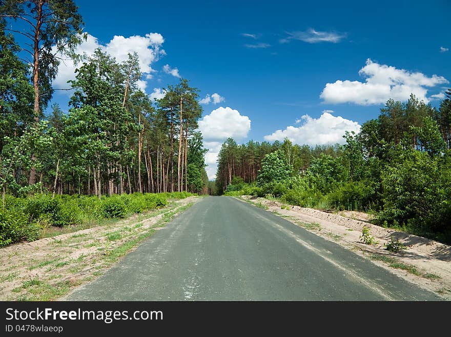 Road through the pine forest