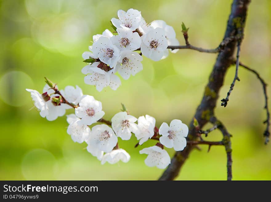 The flowering branch