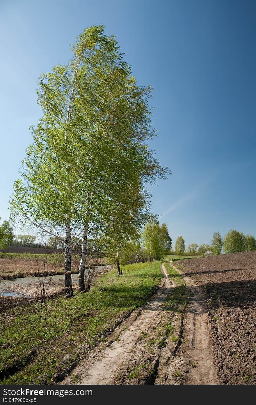 Spring lansacape with the birch and clear blue sky