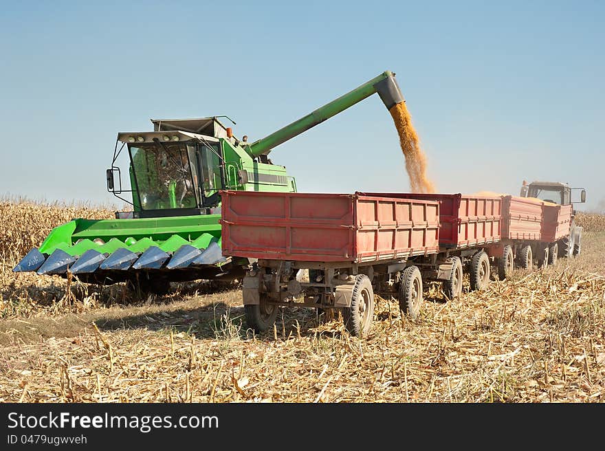 Loading of grain of corn in the tractor trailer. Loading of grain of corn in the tractor trailer