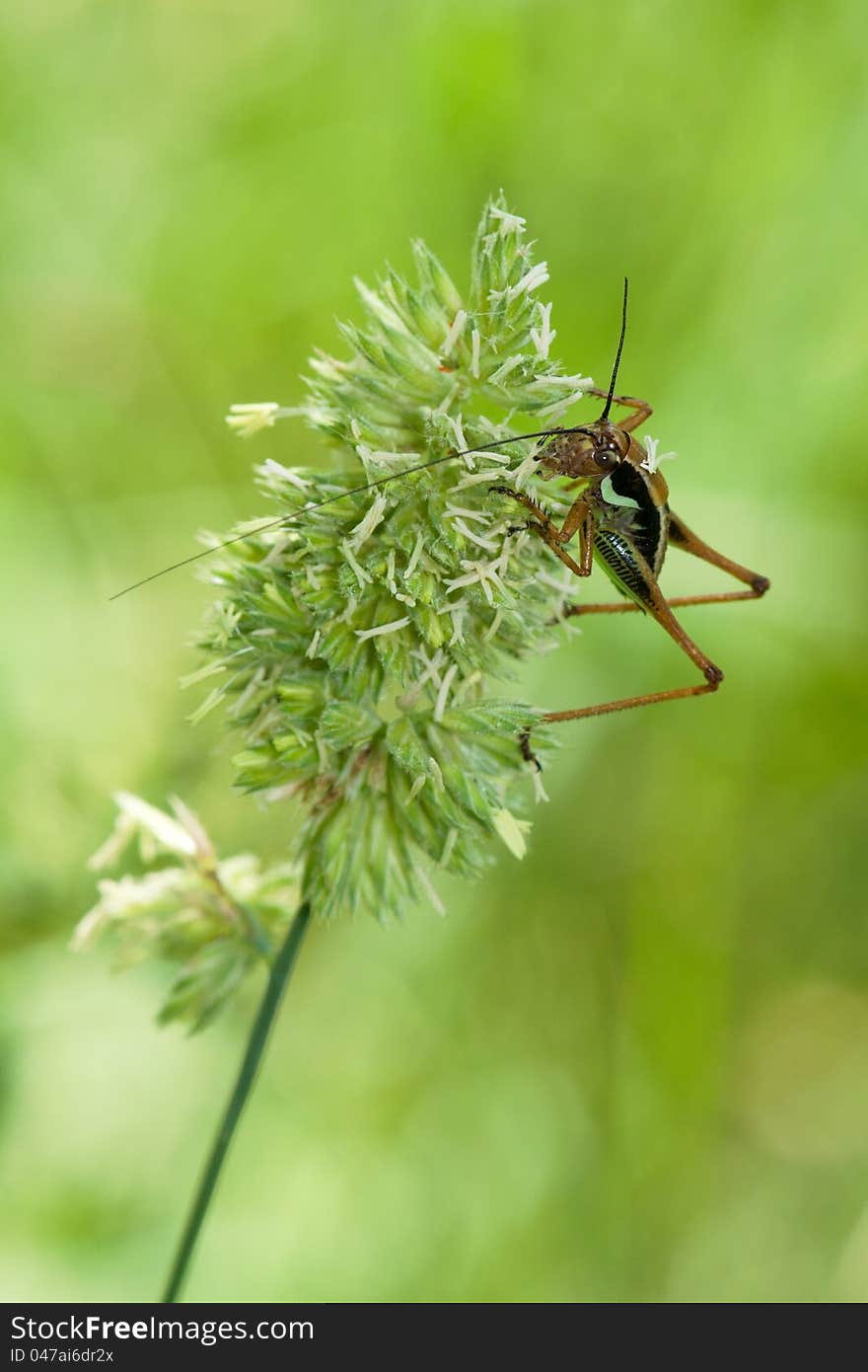 Grasshopper on the ear on a green background. Grasshopper on the ear on a green background