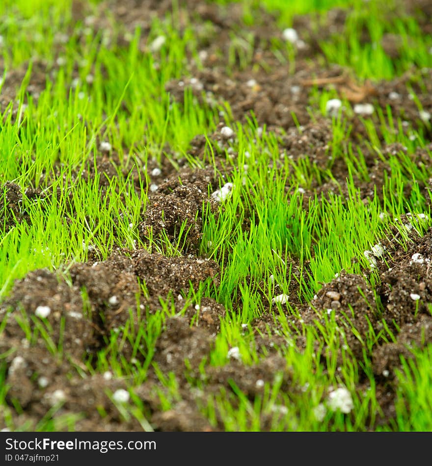 Closeup of young fresh green grass