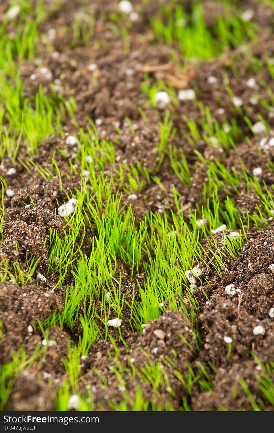 Closeup of young fresh green grass in the soil