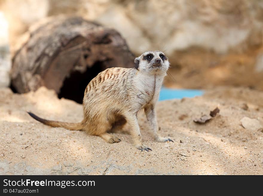 Suricate or Meerkat sitting on the sand