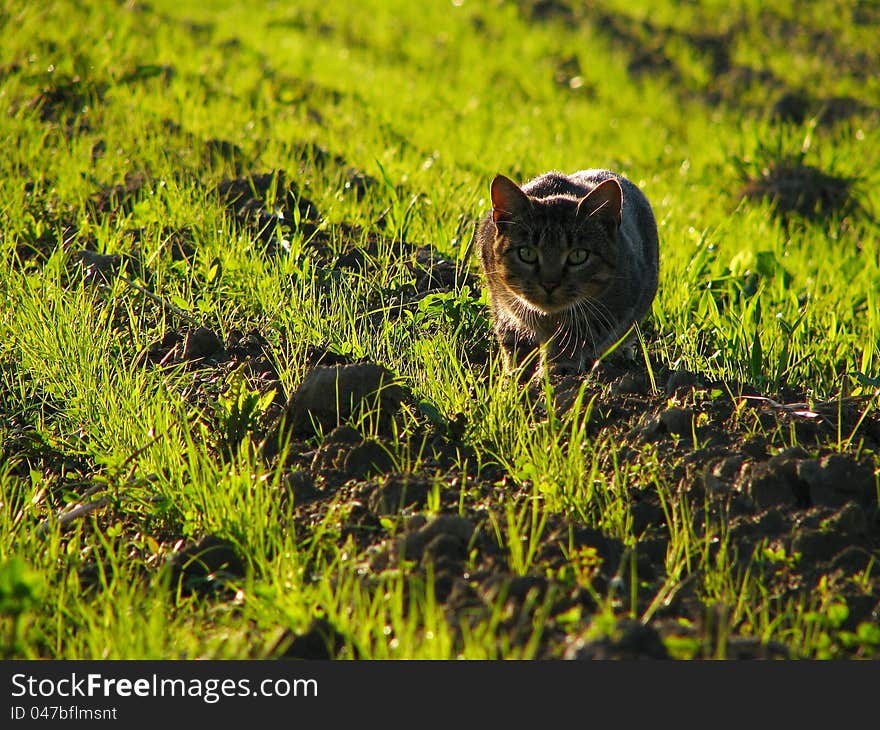 Domestic cat in hunting position