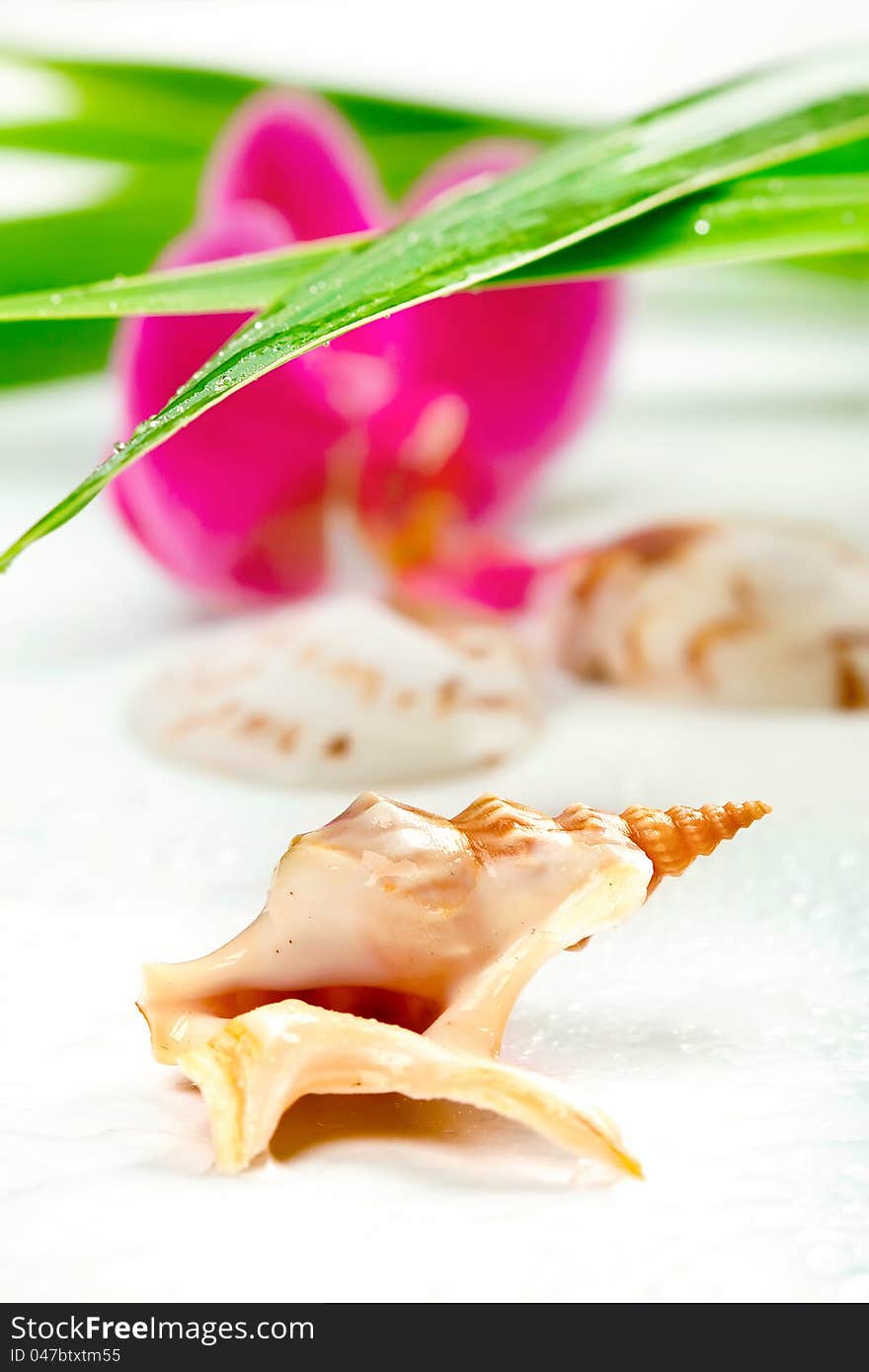 Spa concept: seashell, purple orchid and bamboo, on white, closeup shot, shallow dof, focus on the shell