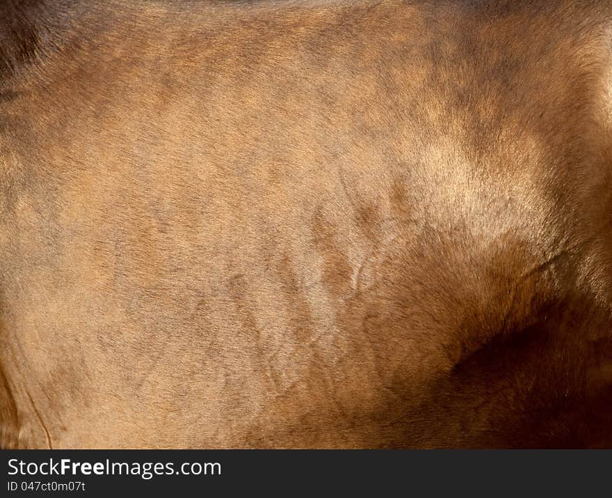 Bay horse skin