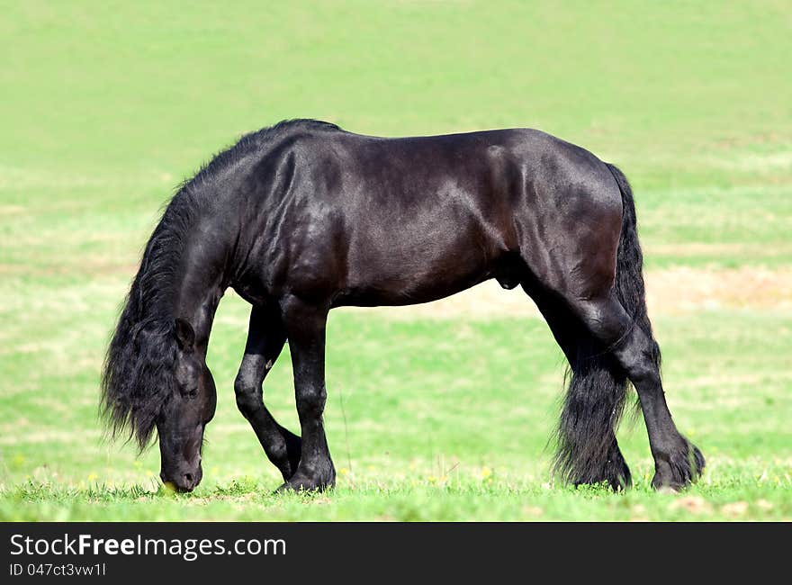 Black Friesian stallion walking in field. Black Friesian stallion walking in field