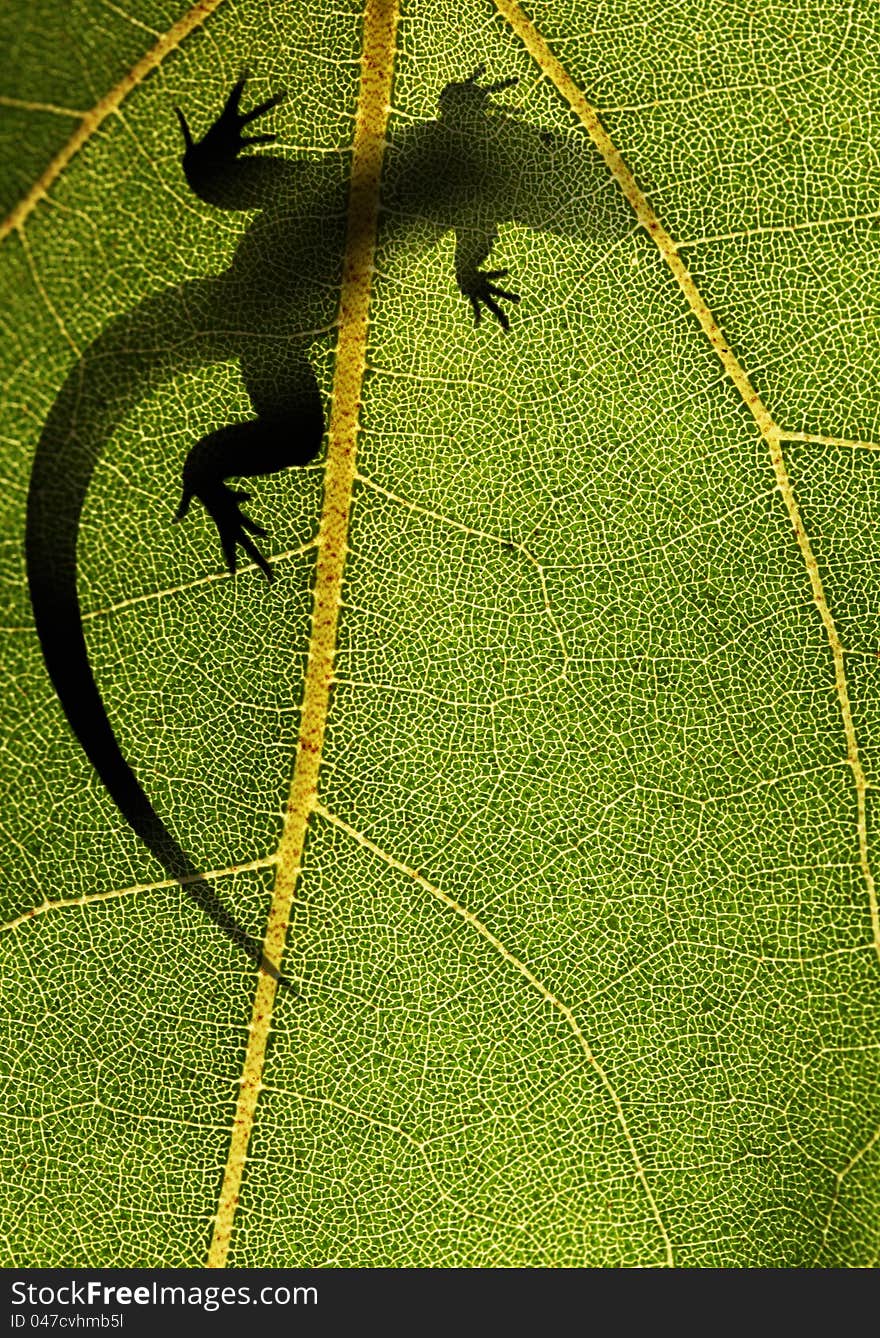 Silhouette of a lizard on top of a leaf back lit by sunlight. Silhouette of a lizard on top of a leaf back lit by sunlight