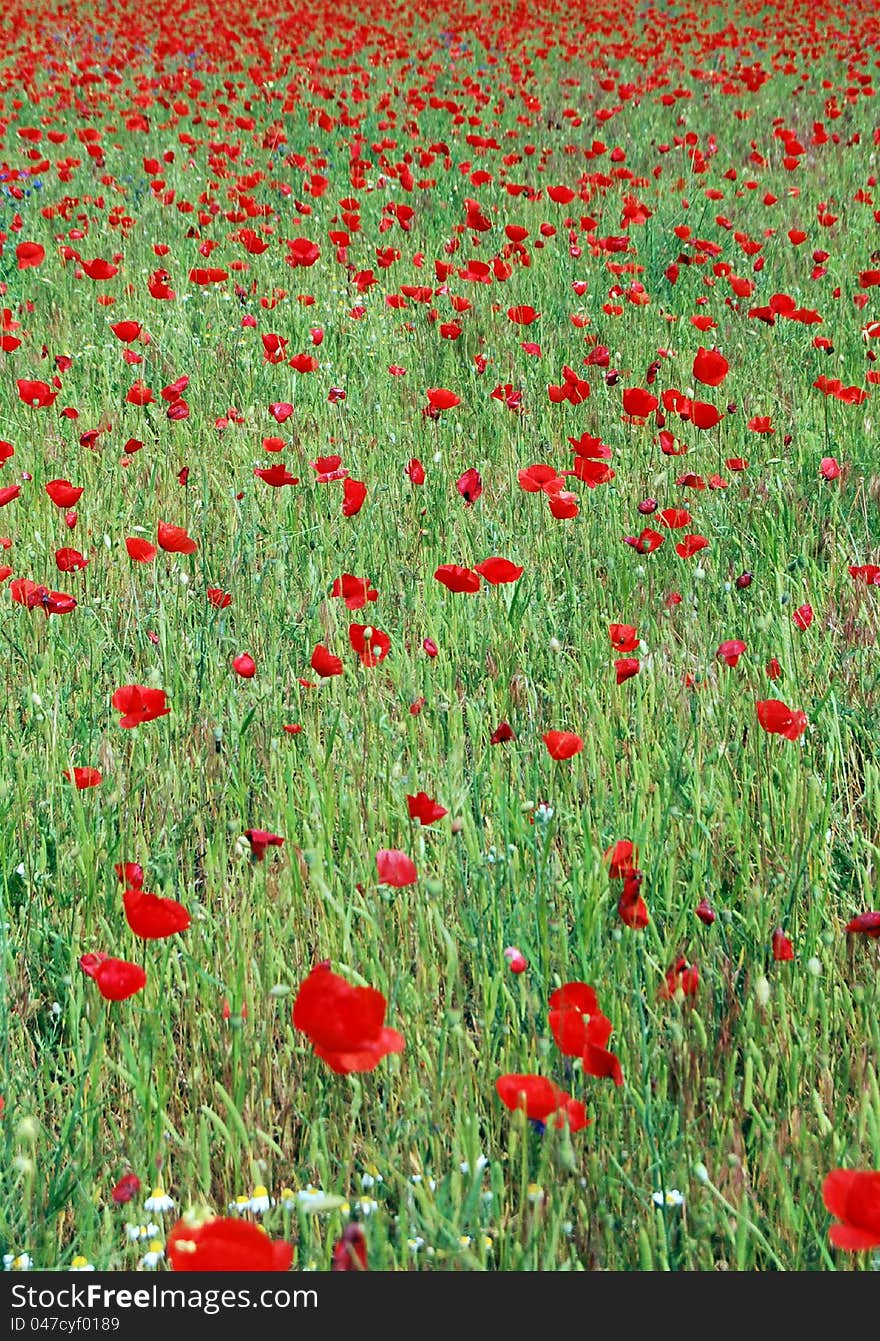 Pic of vivid poppy field