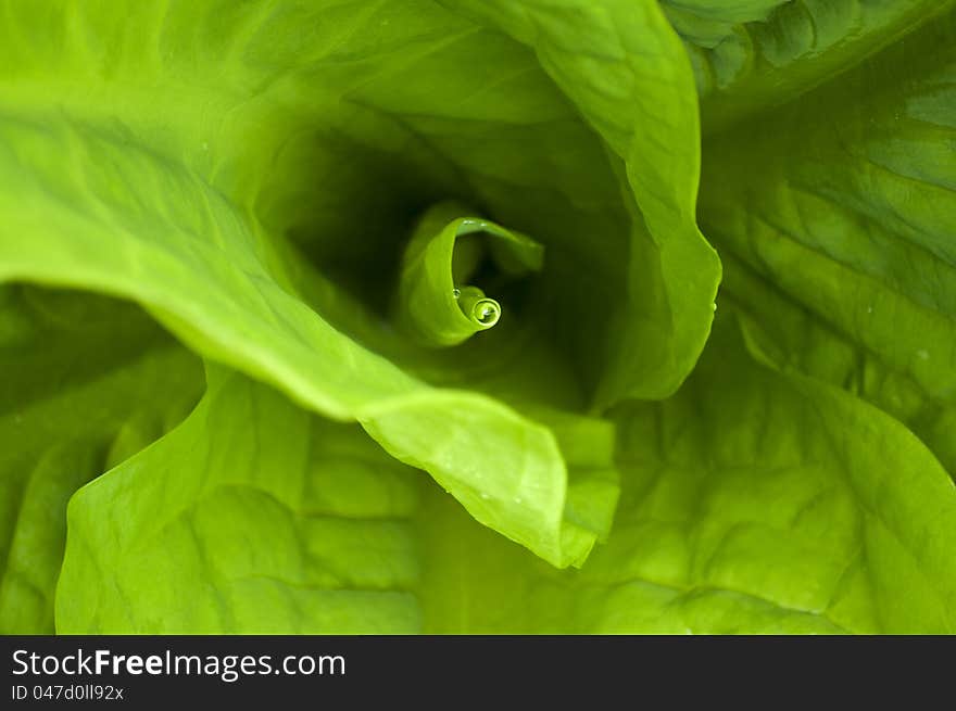 The inside of a large leaf spiralling down to a center. The inside of a large leaf spiralling down to a center