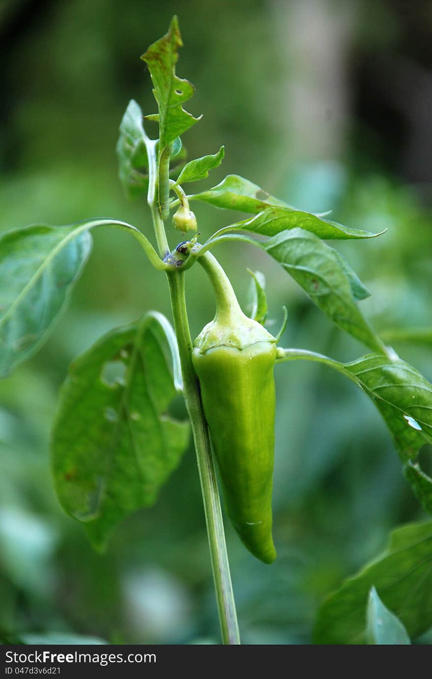 Organic green paprika