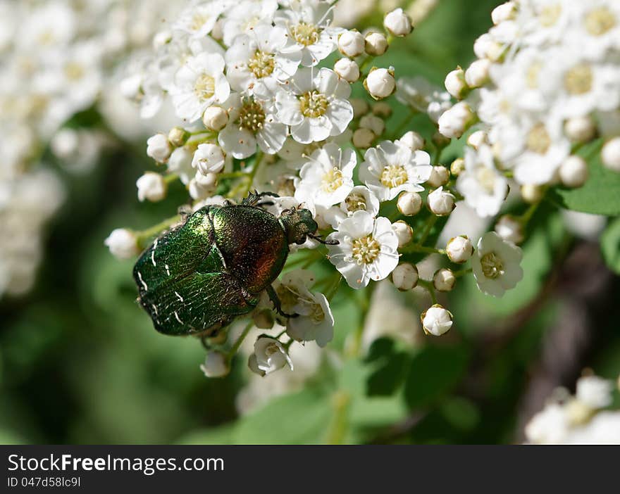 June beetle.