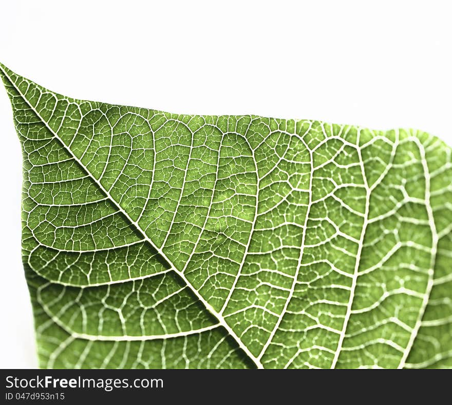 Green leaf texture with white background