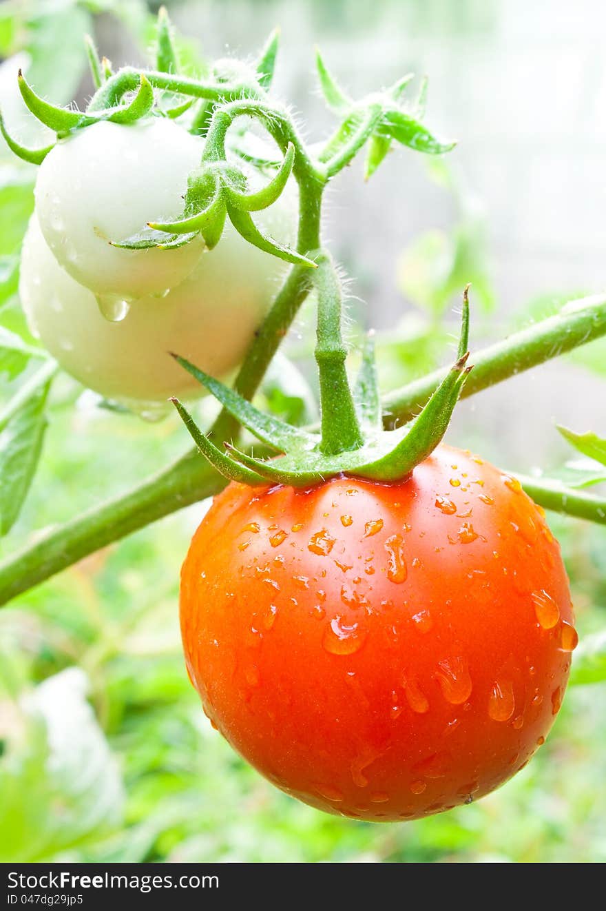 The fresh tomato on tree