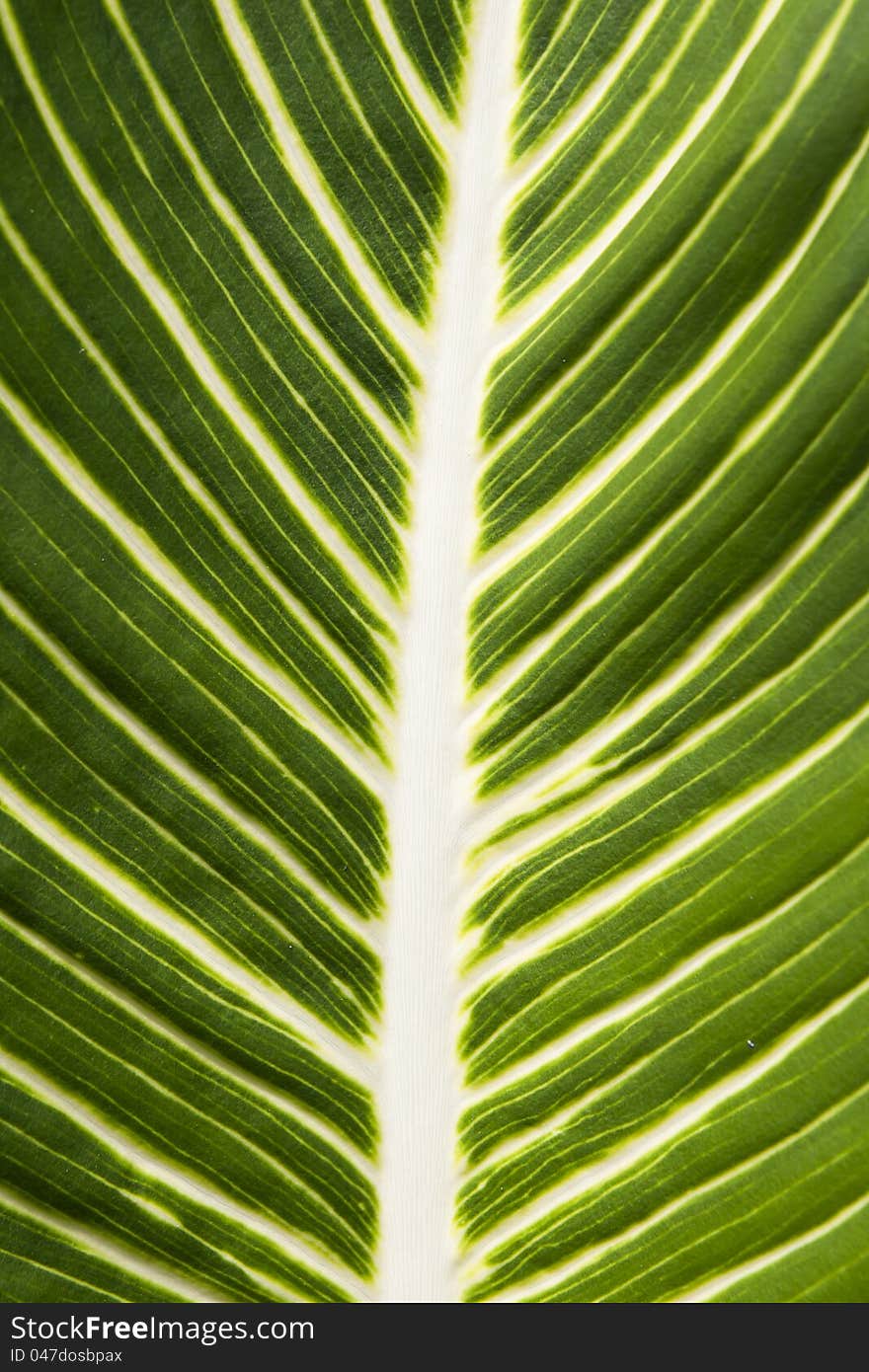 A Leaf Green in clear line .