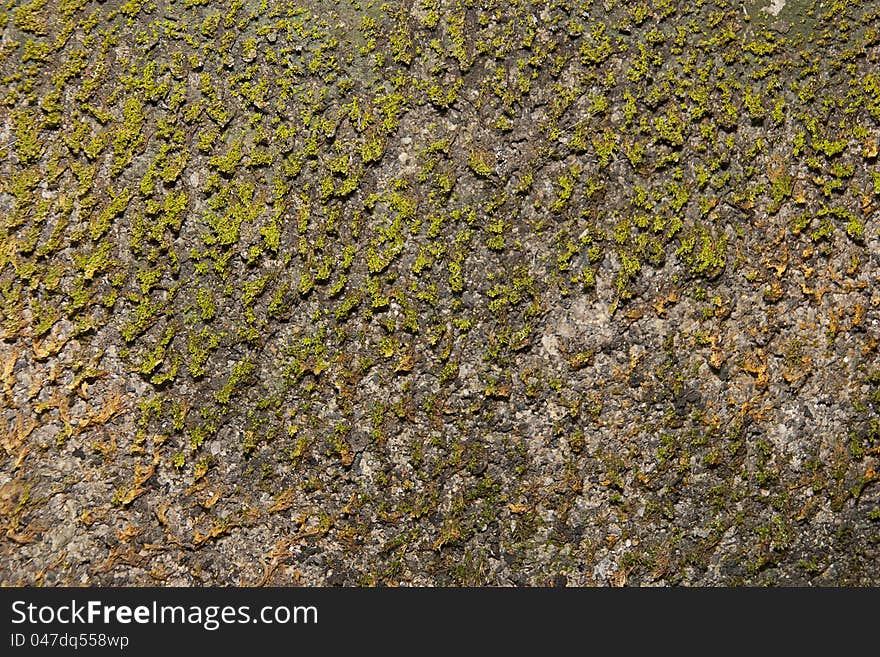 Moss on wall with direct light .