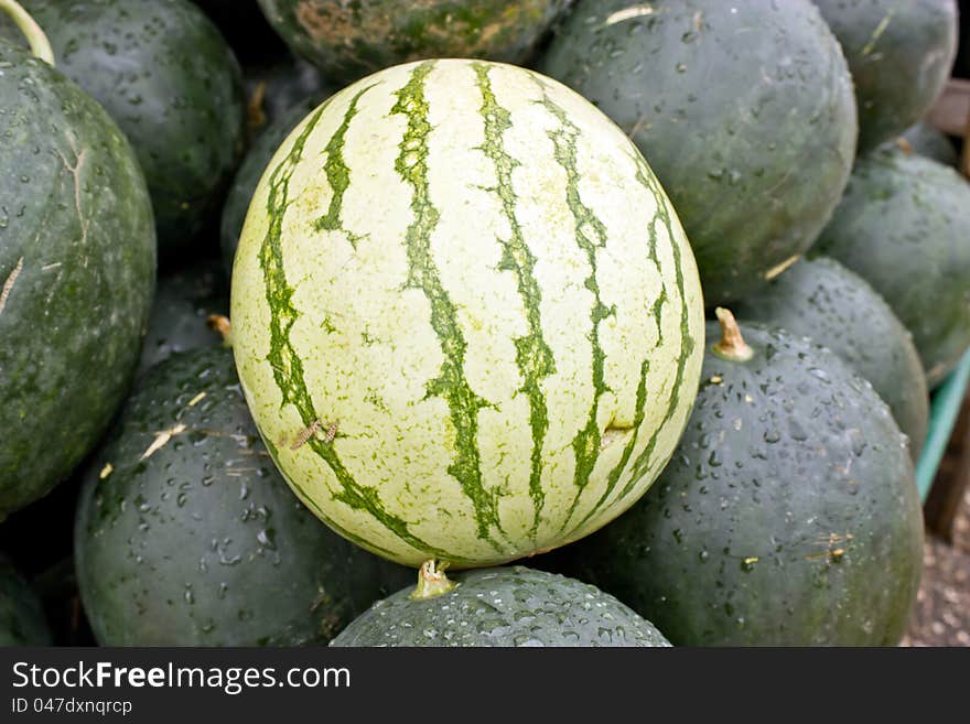 Watermelons are fantastically refreshing in summer days. Watermelons are fantastically refreshing in summer days