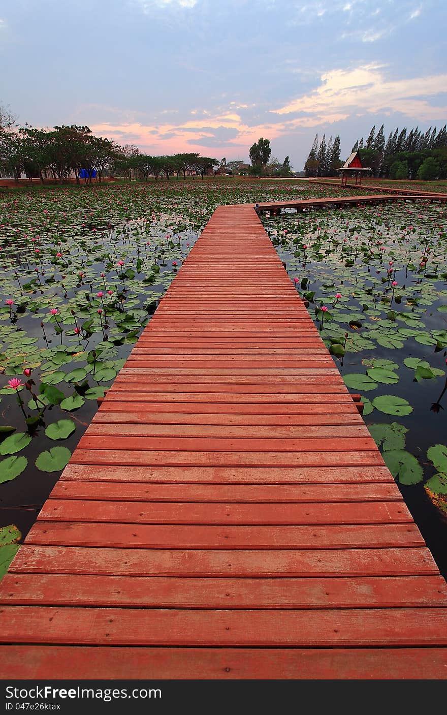 Walkway path over Lotus pond