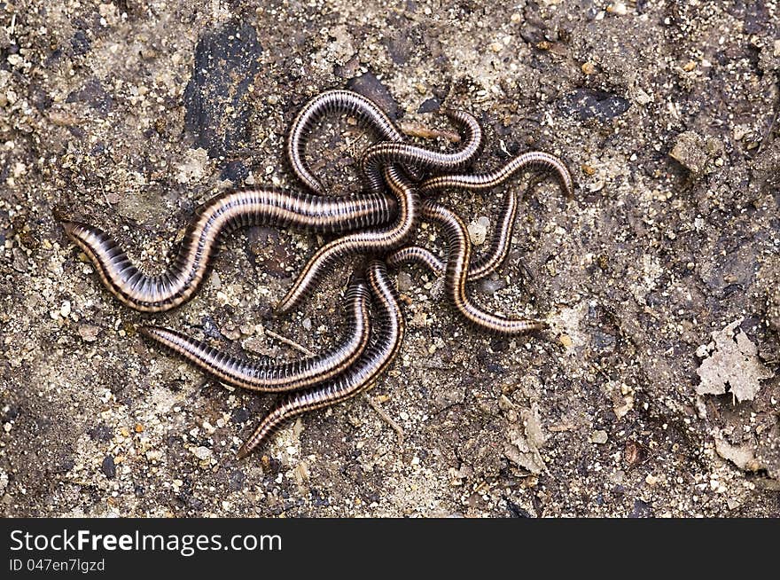 A pile of ugly worms