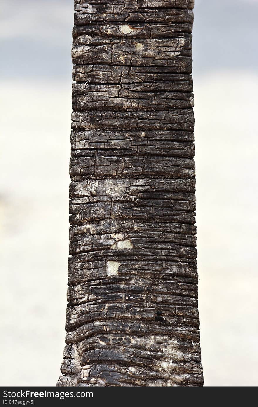 The trunk of a tree on a walk in the park.