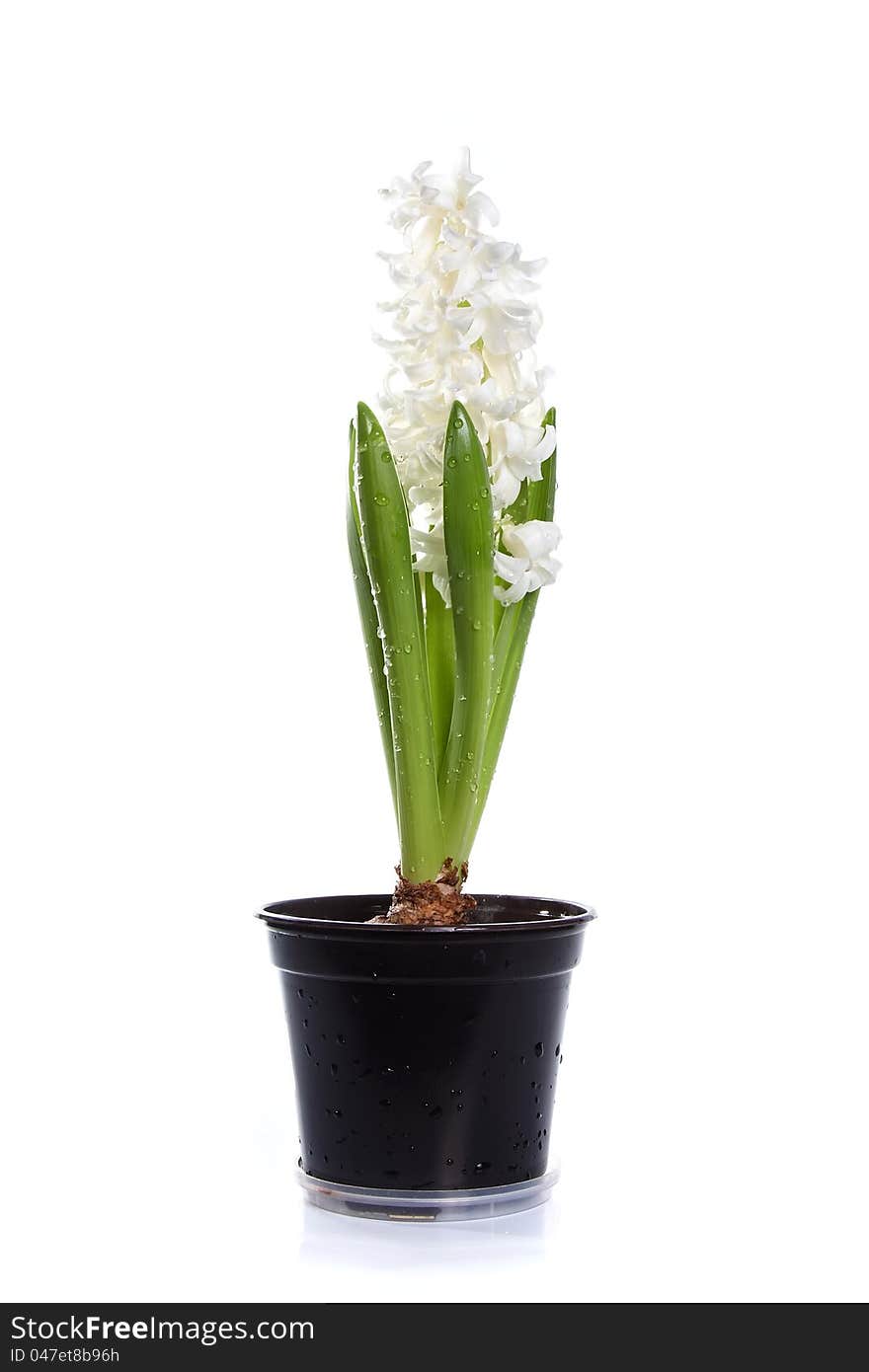 White hyacinth in a pot on a white background