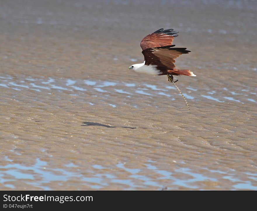 An eagle with a snake