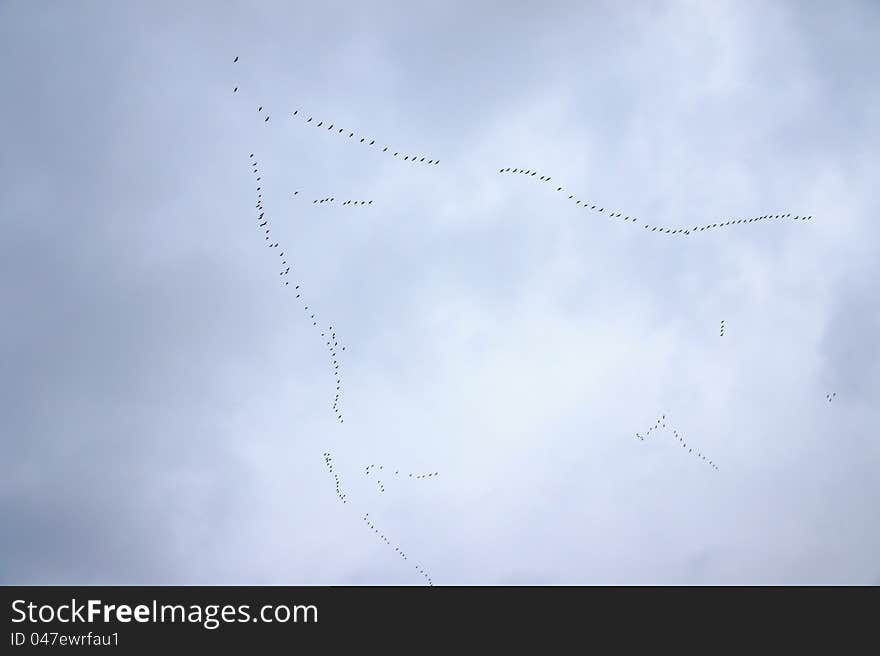 Flock Of Wilde Geese