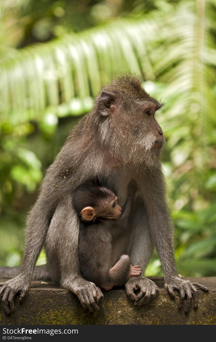 Mother And Baby Monkeys