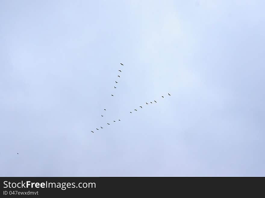 Flock of wilde geese