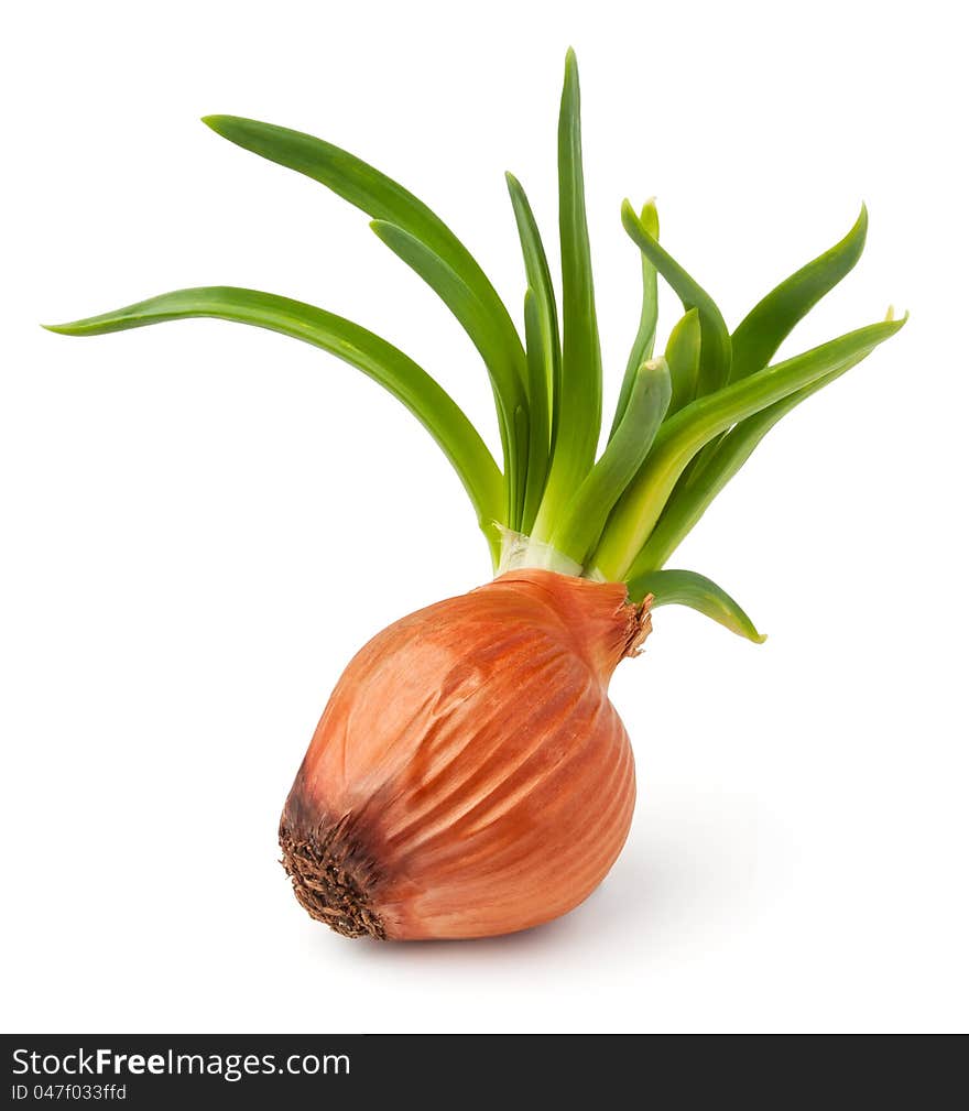 Grown onion