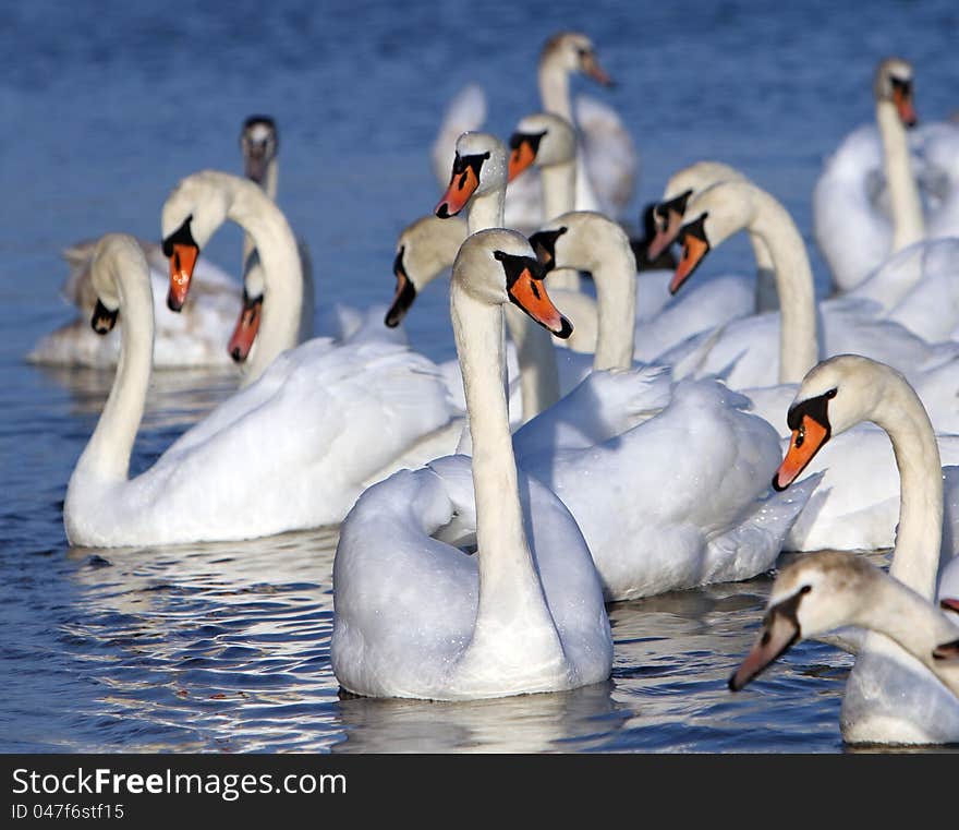 White swans in the water.