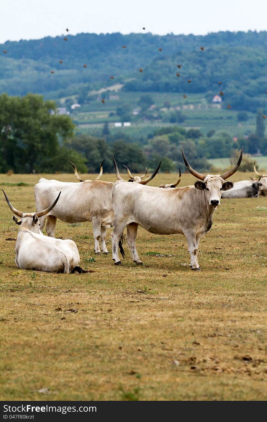 Beautiful Hungarian grey bulls in the field. Beautiful Hungarian grey bulls in the field