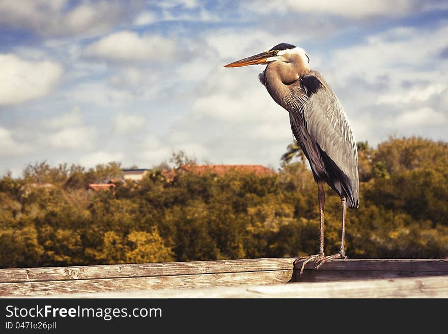 A large Heron perches on a waterside dock. A large Heron perches on a waterside dock.