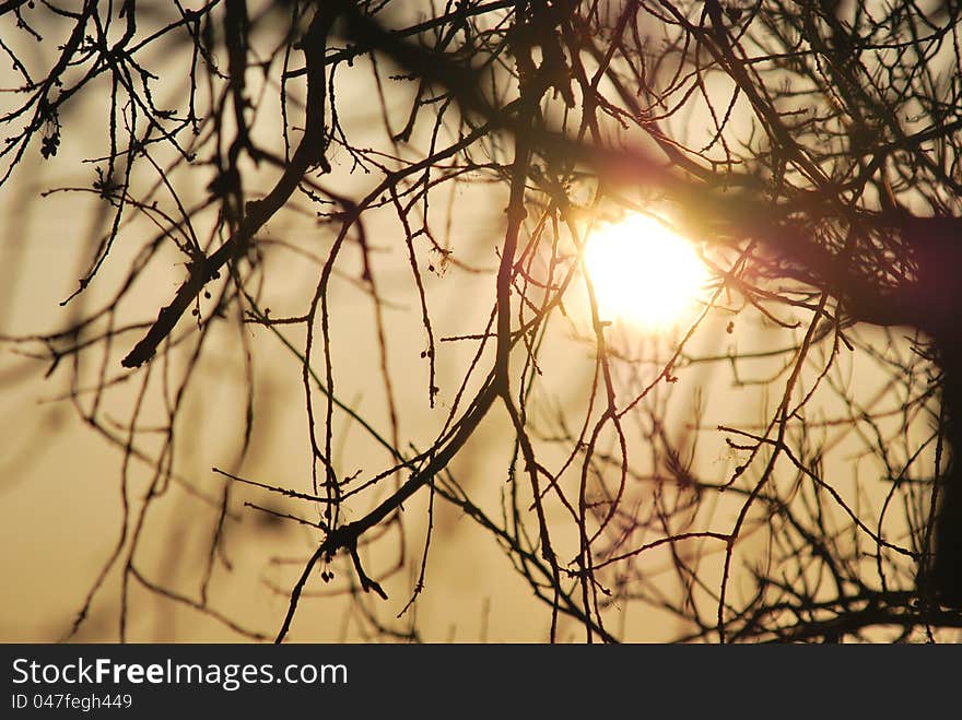 Sunset behind tree branches