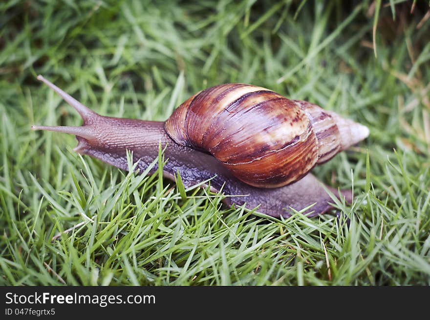 Snail crawls through a tall patch of grass. Snail crawls through a tall patch of grass