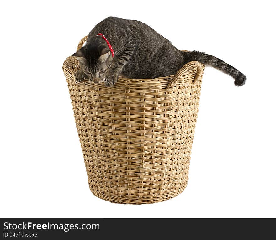 Cutely gray cat playing in the ratten basket. Cutely gray cat playing in the ratten basket