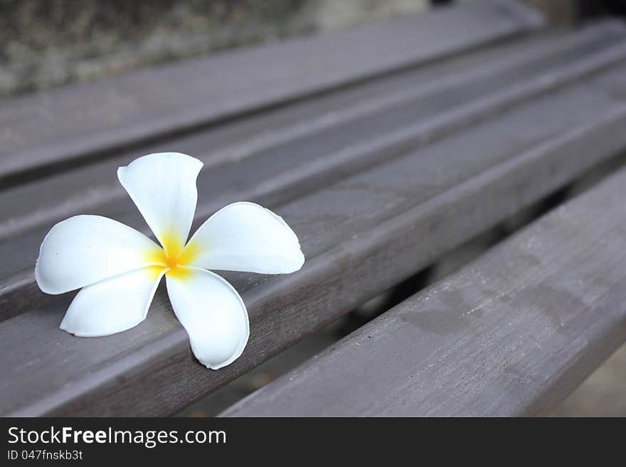 Frangible Single Flower On long chair in garden. Frangible Single Flower On long chair in garden