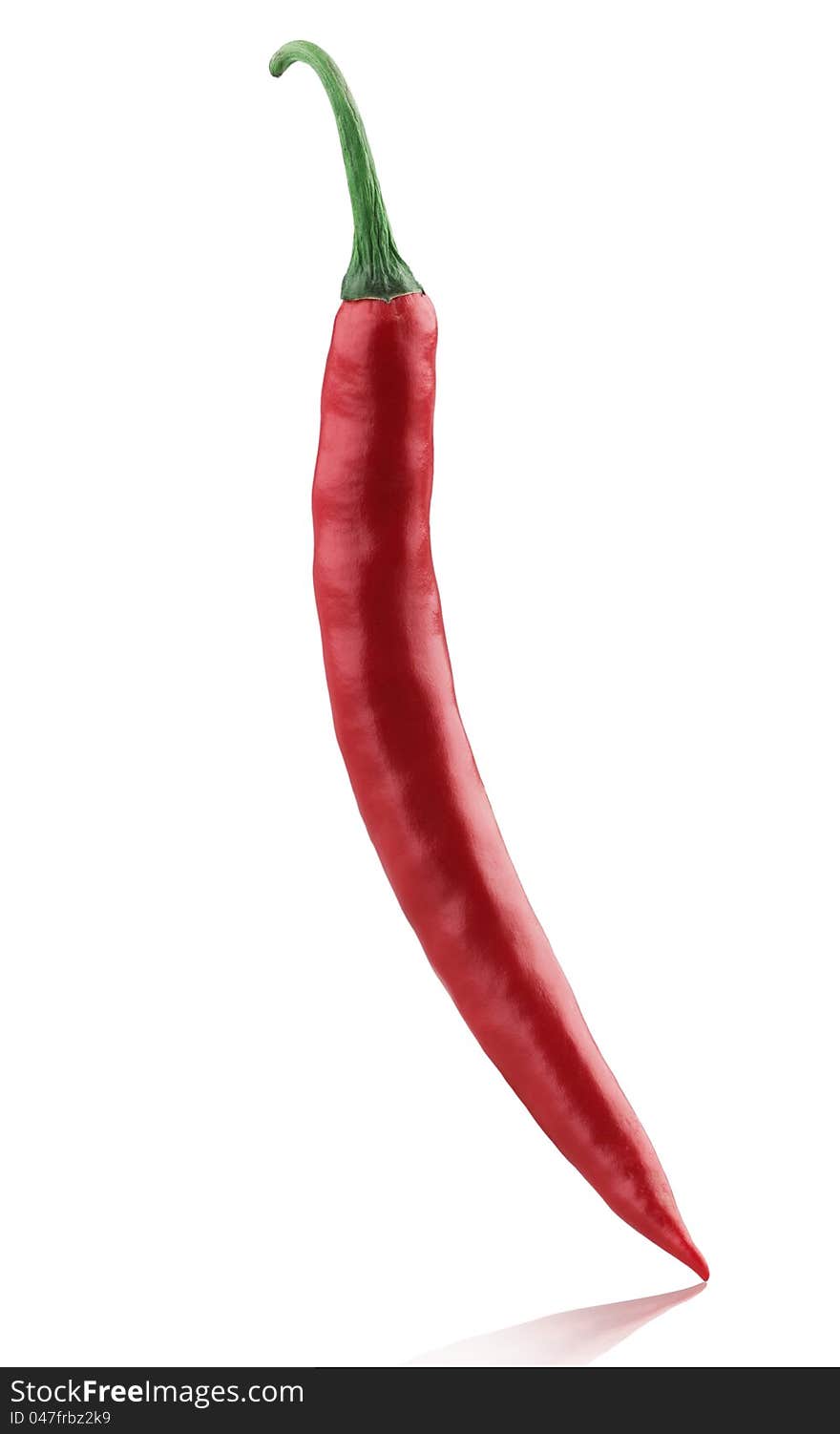 Chili on white background