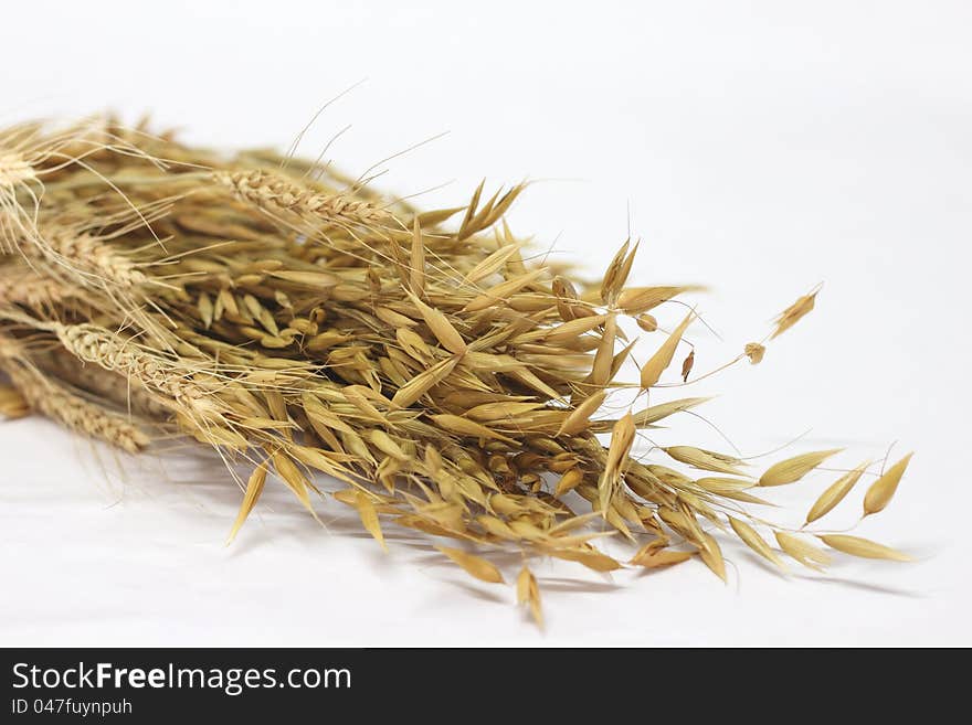 Oat rice seeds in studio